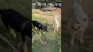 Video preview image #1 Gerberian Shepsky Puppy For Sale in Corona, CA, USA