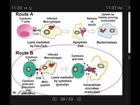 Specific Immunity 3: Cellular Immunity