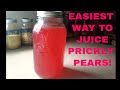 EASIEST Way To Juice Prickly Pears How To Make Prickly Pear Juice Prickly Pear Cactus Fruit