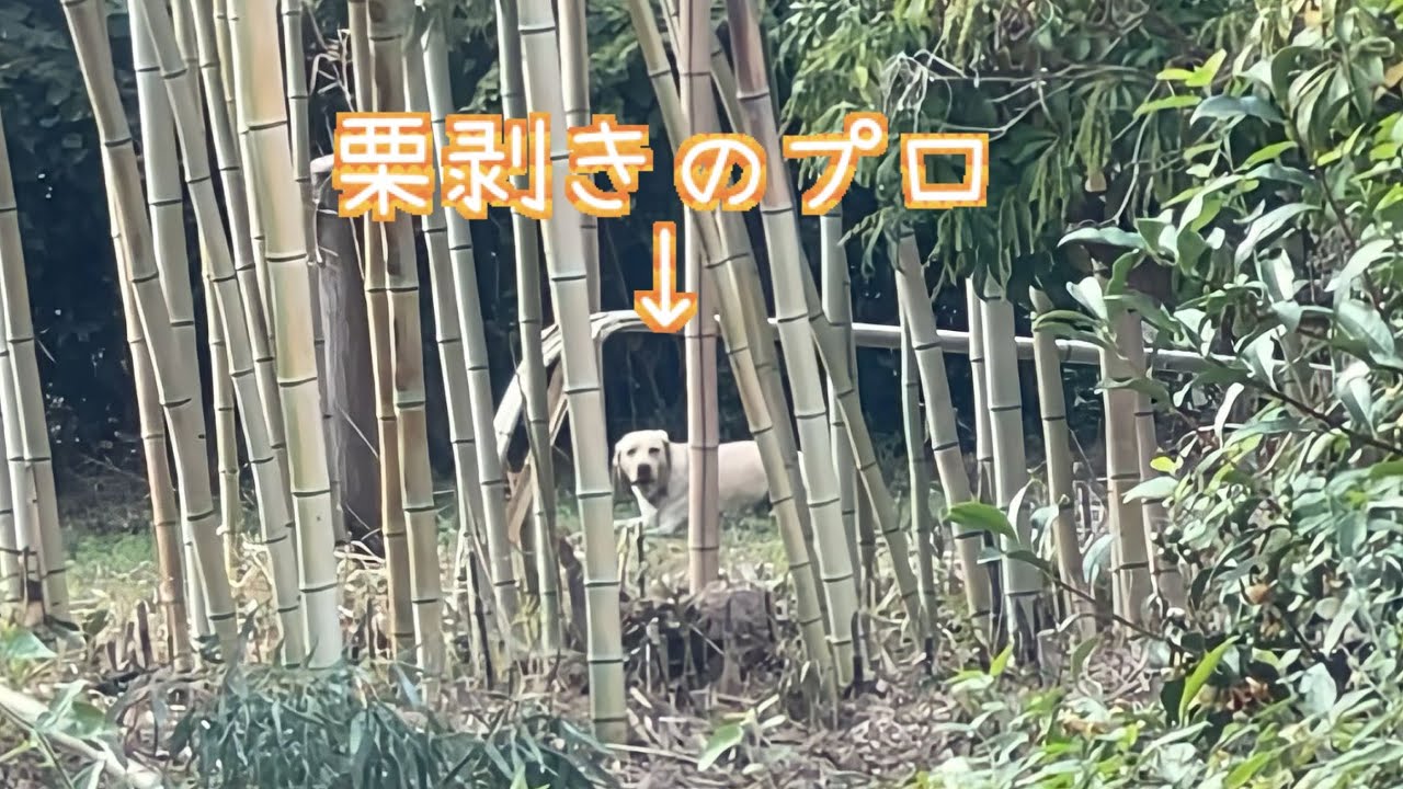 トゲトゲから上手く取り出して食す栗向きのプロがいた