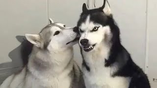 Funny Dog Videos: The most funny dogs Videos Get ready to have your mind blown by the canine thespians of 2024 These dogs are