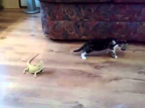 Kitten and Lizard