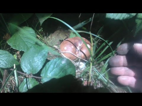 Пішли молоді білі гриби в карпатах.Пошли молодые белые грибы в Карпатах.