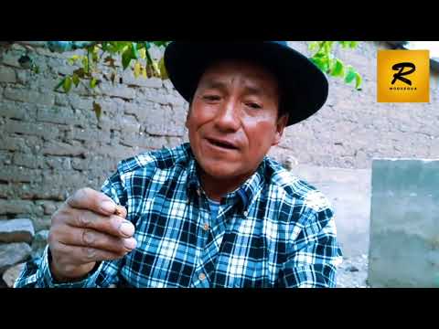 Conozca el árbol de nogal más longevo de Moquegua en Perú