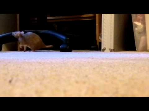 Training pet rat to come when called