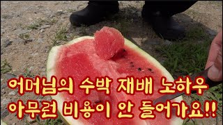 어머님의 수박 재배 기술!! 아무런 비용이 안 들어갔어요!! 기생농법이라고 아시나요?