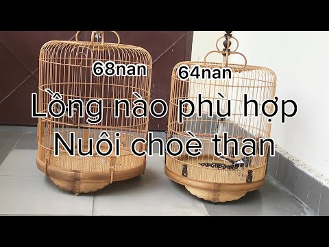 CÁCH CHỌN LỒNG CHO CHÍCH CHOÈ THAN