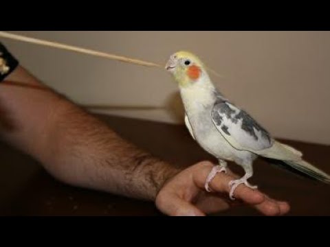 How to Get Started in Training Your Bird | Tips