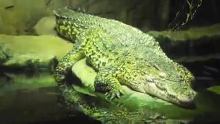 Pavo's Trip to London Aquarium!