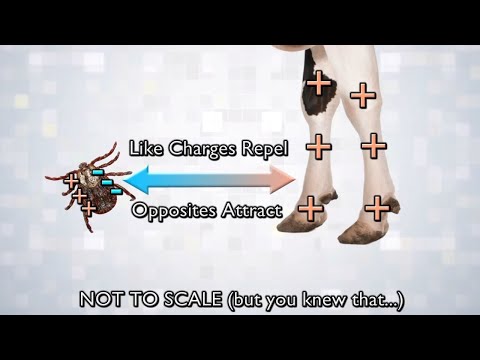 Moment of Science: Ticks & Static Electricity