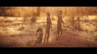 The Meerkats – Opening Titles