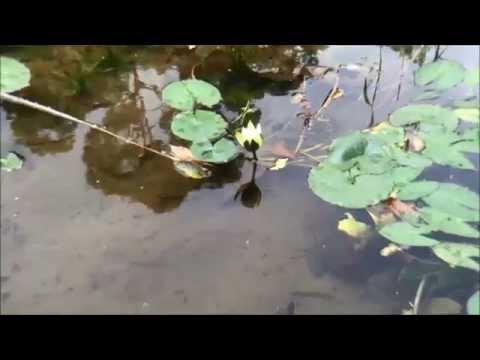 3x Telephoto Lens (3x Zoom Lens) Review / Test with an iPhone 6 Plus (SKU: DCK004436)