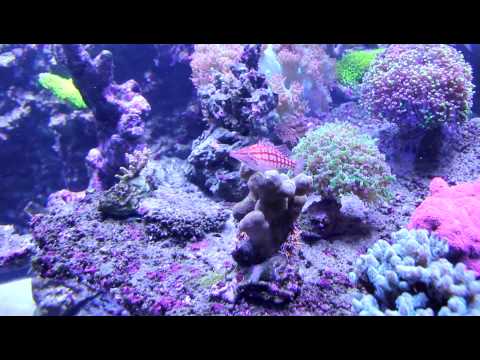 1000 Liter Meerwasser