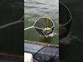 Video Thumbnail for Nice fish Bud ? #short #fishing #subscribe #shorts