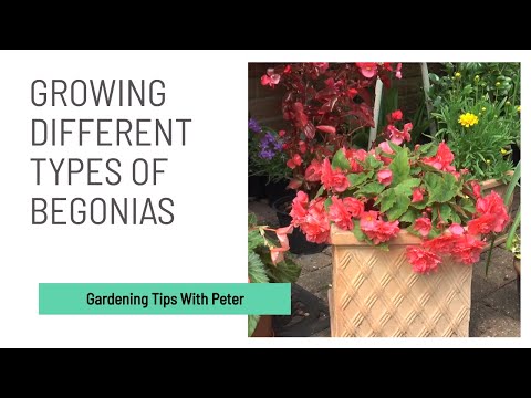image-Can begonias be planted in borders?