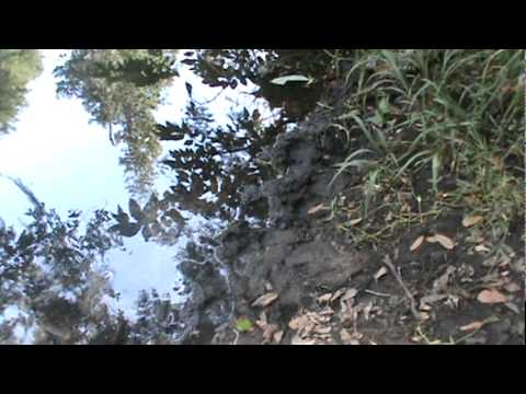 Skunk Ape Prints Going Into Alligator Infested River