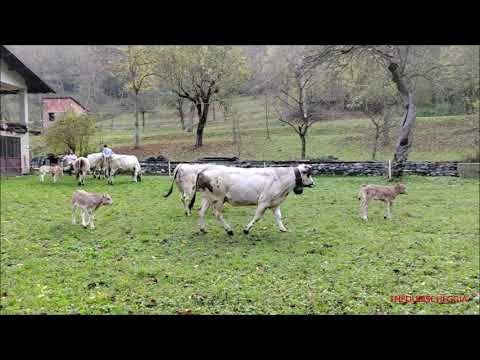 MUCCHE AL PASCOLO CON VITELLINI GIOCHERELLONI. DOM. 16 - 10 - 2022.