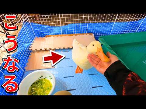 川で保護したアヒル→1ヵ月人に飼われるとこうなる