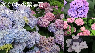 住吉自然公園2000株の紫陽花。ゆるキャラ現る。