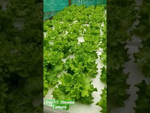 Day 17 after transplant. Olmetie Lettuce. October 16, 2022. -Hydroponics