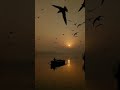O Nadaan Parinde Ghar Aa Ja Song For Whatsapp Status Ll AR Rahman Song For Whatsapp Status Ll