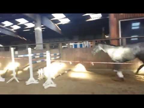 Holsteiner Wallach 2010 von Cayado x Cormint