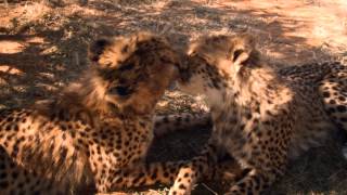 African Safari 3D Trailer | Official Version