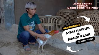 Download lagu BENEFITS OF DUST BATHING FOR CHICKENS (POULTRY HEALTH) mp3
