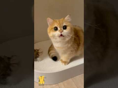 Funny Cat & Cute Kittens728😻 #shorts #kucing #kucinglucu #funny #pet #cat #foryou #viral #viralvideo