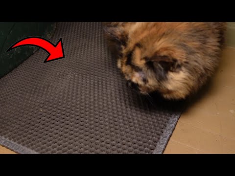 Stop Your Cats from Tracking Litter All Over With THIS Litter Mat