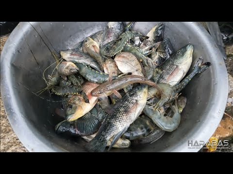 EP716-P2 - Pangangapa ng Alimango at Sugpo sa Palaisdaan | Occ. Mindoro