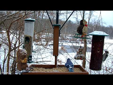 Woodpeckers And Blue Jays Forage In Snowy Sapsucker Woods – Jan. 29, 2020