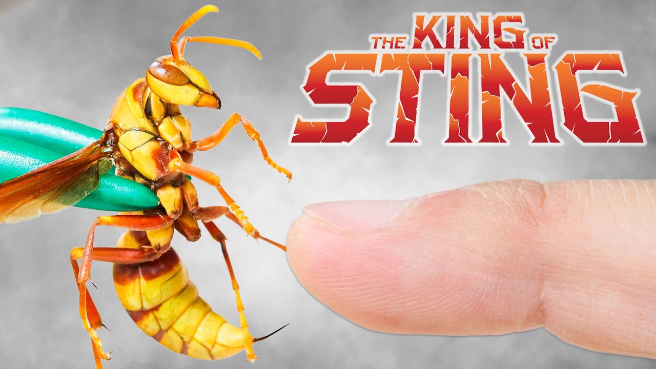 STUNG by a Top 3 Most Painful Insect!
