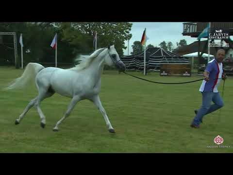 Ströen 2024   Ismer Stud Horse Presentation
