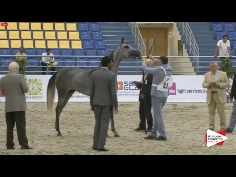 N.52 E.S. AWASH - Sharjah 2016 - 2 Years old Fillies (Class 3)