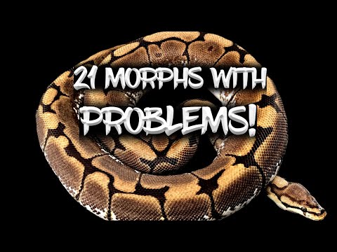 21 Ball Python Morphs with Problems!