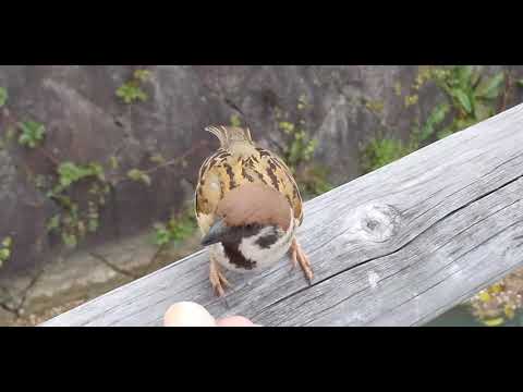 餌を貰いに来るすずめ達 20210413pm 5（天満宮）
