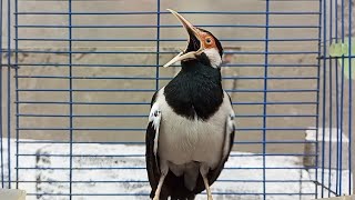 Download lagu Pancingan Jalak Suren Gacor Bongkar Isian Variasi Ampuh Buat Masteran Suara Burung Jalak Muda mp3