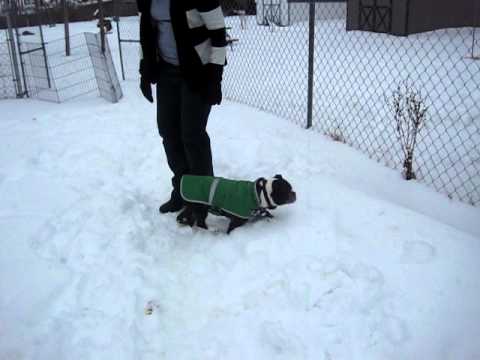 Teddy, an adopted Pug & Boston Terrier Mix in Bethesda, MD_image-1