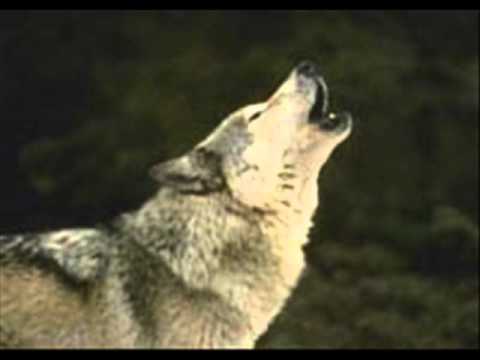 Wolf Song by george paul..fet thunder eagle singers