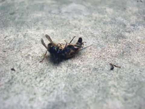 Wasp viciously kills hoverfly