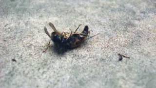 Wasp viciously kills hoverfly