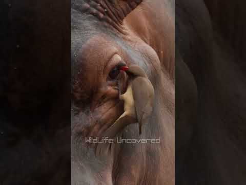 Hippo Trusts a Tiny Oxpecker Bird | Amazing Wildlife Moment #shorts #youtubeshort #viral #viralvideo