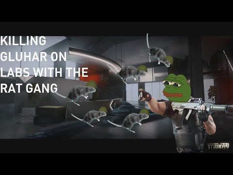 Killing Gluhar on Labs with 4 random Rats - Escape from Tarkov