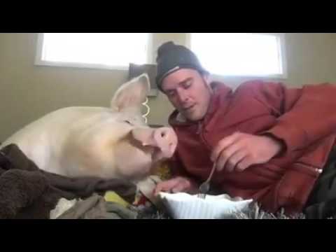 Feeds the pigs as burps hahaha 
