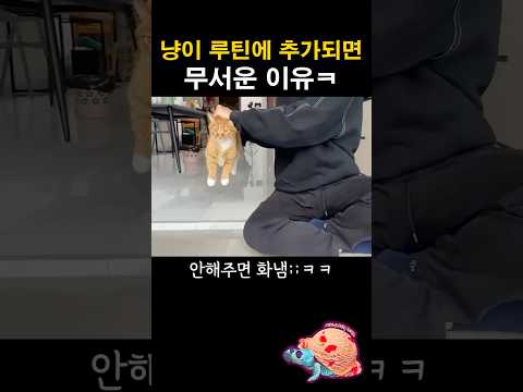 고양이 루틴에 추가되면 무서운 이유