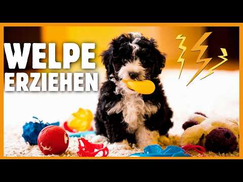 Puppy training 👉 COMMON MISTAKES and how to avoid them