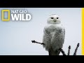 Silent Snowy Owl Attack Alaska S Deadliest