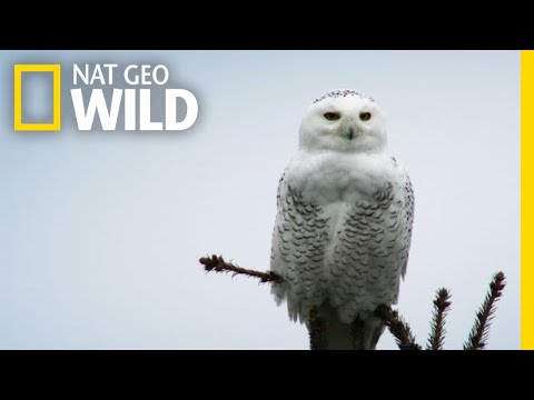 你以為哈利波特的嘿美只會送信？看雪鴞如何快狠準地捕捉獵物！ (Silent Snowy Owl Attack | Alaska's Deadliest)