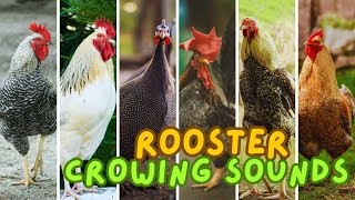 Rooster Crowing Sounds - Roosters crowing comparison